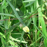 Native Bean (Vigna Lanceolata)