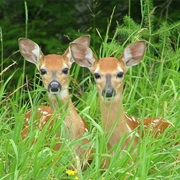 Seen Twin Fawns