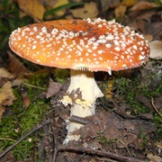 Toadstool