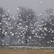 Wallkill River National Wildlife Refuge