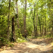 San Felasco Hammock Preserve State Park, Florida