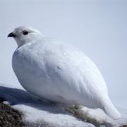 Ptarmigan