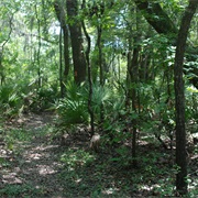 Twin Rivers State Forest, Florida