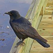 Fish Crow