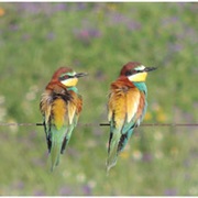 Llanos De Caceres, Spain