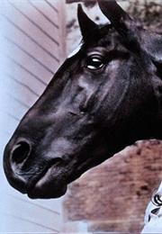 Beauty the Horse - Gypsy Colt