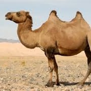 Two Humped Camel
