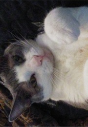 Tales of Terror (Christopher Pike)