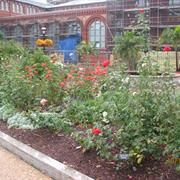 Katherine Dulin Folger Rose Garden (East of Arts & Industries Building