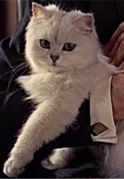 Blofeld&#39;s Cat, From Russia With Love (1963)