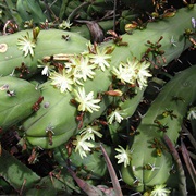 Bilberry Cactus (Myrtillocactus Geometrizans)