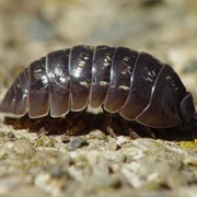 Chiggy Pig (Woodlouse)