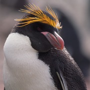 Macaroni Penguin