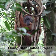 Coffee & Orangutans in Sumatra, Indonesia