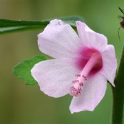 Caesarweed (Urena Lobata)