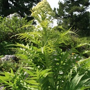 Megacarpaea Polyandra