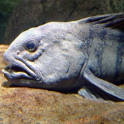 Wolfish