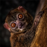 Hawks' Sportive Lemur