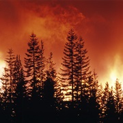 Escape a Forest Fire