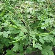 Shona Cabbage (Cleome Gynandra)