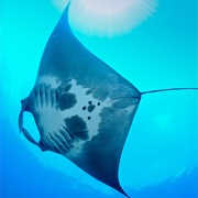 Manta Ray