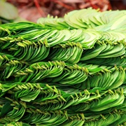 Mysore Betel Leaf