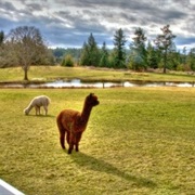 Krystal Acres Alpaca Farm and Country Store (Friday Harbor)