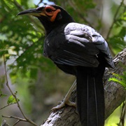 Crow Honeyeater
