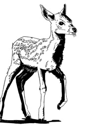 במבי (פליקס זאלטן)