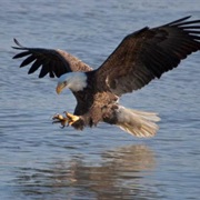 Riverlands Environmental Demonstration Area, Missouri