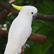 Yellow-Crested Cockatoo