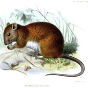 Manusela Mosaic-Tailed Rat