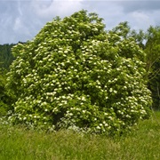 European Black Elderberry (Sambucus Nigra)