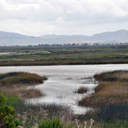 Suisun Marsh, California