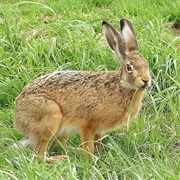 Manchurian Hare