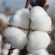 Cotton