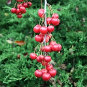 Sikkim Crabapple (Malus Sikkimensis)