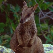 Unadorned Rock-Wallaby
