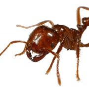 Escape From Fire Ants