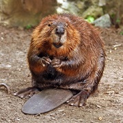 The Canadian Beaver Is the 2nd Largest Rodent in the World