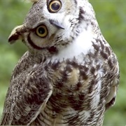 Hearing an Owl Hoot Means Someone You Know Will Die