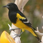 Scott's Oriole