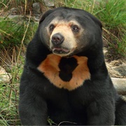 Sun Bear