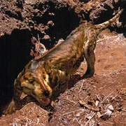 Cynodont