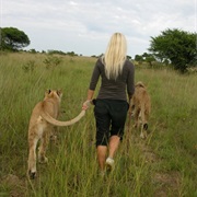 Walk With Lions