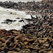 Cape Cross Seal Reserve - Namabia