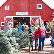 Buy a Tree From the Christmas Tree Farm