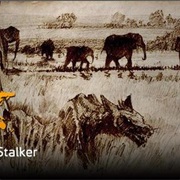 Namibian Night Stalker