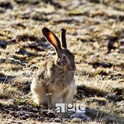 Ethiopian Hare
