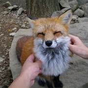 Zao Fox Village